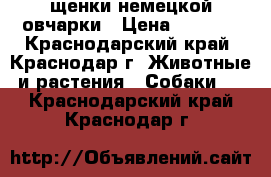 щенки немецкой овчарки › Цена ­ 5 000 - Краснодарский край, Краснодар г. Животные и растения » Собаки   . Краснодарский край,Краснодар г.